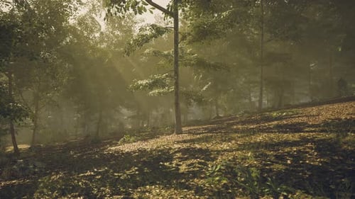 Sunlight Filters Through Trees in a Serene Forest During the Early Morning