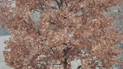 Snow Falling on a Tree with Brown Leaves