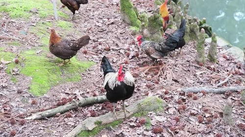 Decorative breed farm chickens feed in the countryside near a body of water. Poultry farming at home
