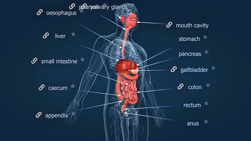 Human Digestive System Anatomy