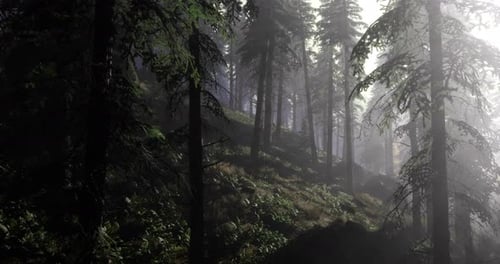 Mystical Forest Bathed in Soft Light During Early Morning Hours