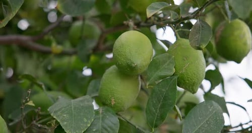 Lime Tree with Fruits Natural Organic Green Lemon on Lemon Tree Outdoor