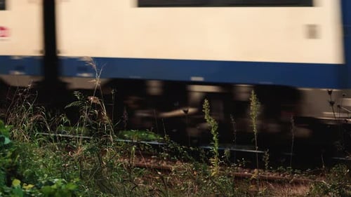 Side view of a passenger train moving past tall grass and plants near the railway tracks