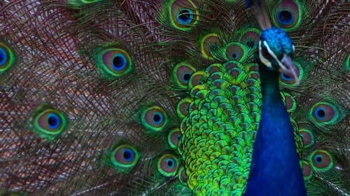 Close-up of proud male peacock showing off its vibrant colourful feather design