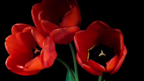 Red Tulips Bloom in Time Lapse on a Black Background. Spring Symbol Blooming in Timelapse. Tree Red