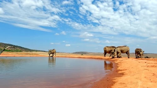 Common warthogs at waterhole on hot African summer's day drink water
