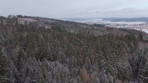 Aerial panorama of snowy coniferous forest in winter landscape. Drone view of frozen trees