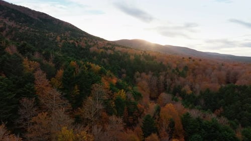 Golden and Red Autumn Tree Tops With Sunlight