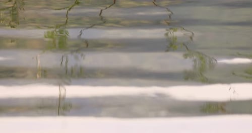 Reflections of Plant Life with Close Up Ripple Effect