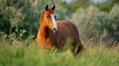 A Chestnut Horse Stands Amidst Summer's Lush Greenery