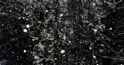 Snowflakes Falling Softly on Evergreen Trees in a Serene Winter Forest