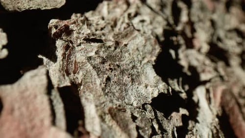 Little Ants Walking on the Trunk of a Tree