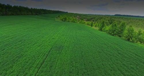Fantastic lush greenery of farmlands and woods in summer.