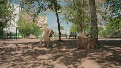Happy Labrador Dog Runs toward Camera at Park