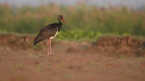 Black Stork Resting after fishing in Morning