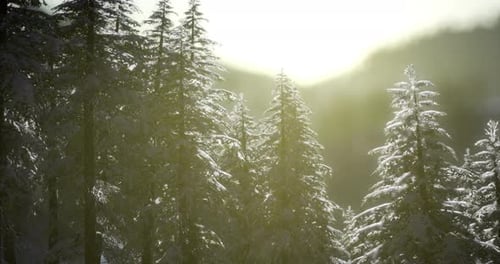 Falling Snow in Snowy Pine Forest with Sunbeams