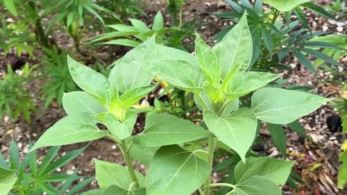 Close Up of Young Green Plants Growing