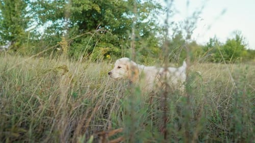 Puppy Walks in Tall Grass in a Field