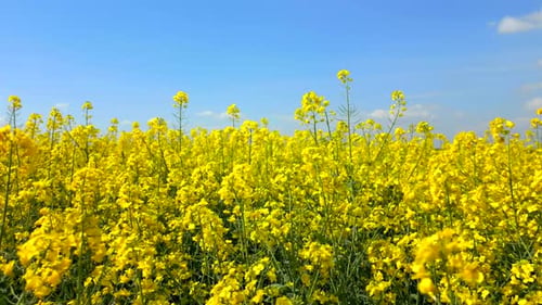 Nahaufnahme blühender gelber Rapsblüten im Frühling unter klarem blauem Himmel
