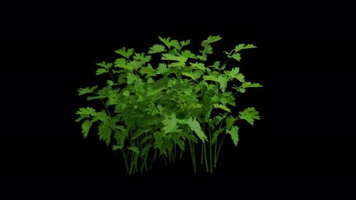 Swaying Green Herb Animated Plant Loop