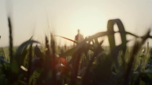 Silhuette Man Worker Standing Wheal Field on Sunset. Close Up Ripening Ears