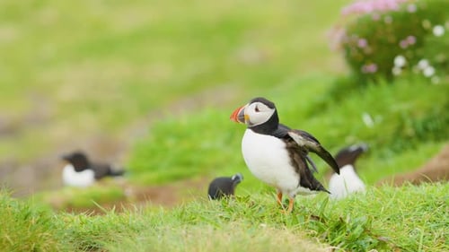 Puffin Bird (Fratercula) Flapping its Wings on Lunga Island Scotland