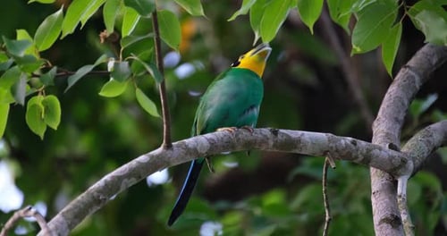 Nistzeit des Langschwanz-Breitschnabels Psarisomus dalhousiae.