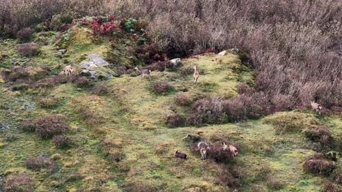Un grupo de ciervos rojos se alimenta durante la celo en el condado de Donegal, Irlanda