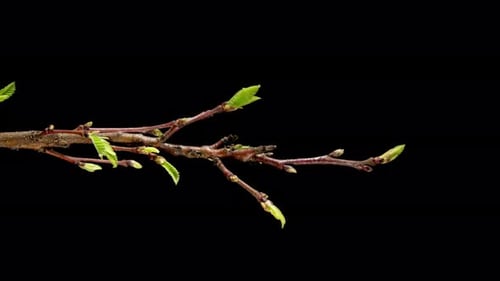 Castanea Sativa Grows Leaves from Buds in Spring. Sweet Chestnut Tree Moving Leaves in Time Lapse