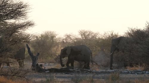 African Bush Elephant Family Walking Through Forest In Africa At Sunset. wide shot