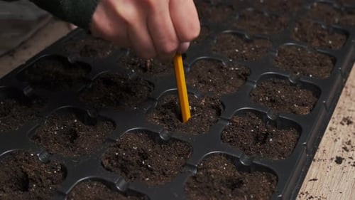 Close-up of Hands Making Planting Holes in Seedling Tray with a Pencil