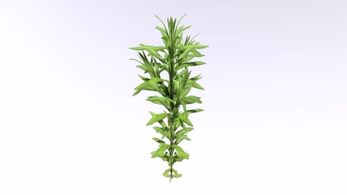 Tiny Weed 3d object rotating loop