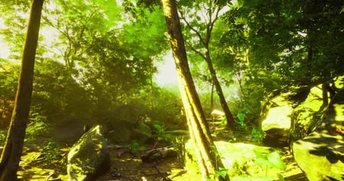 Sunlight Filters Through Lush Trees in an Enchanting Forest Landscape