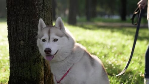 Beautiful Dog At The Park