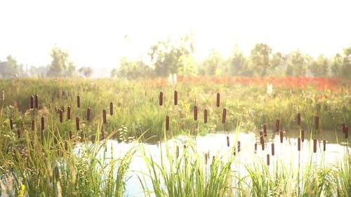 Peaceful Pond with Cattails and Reeds in Sunlight