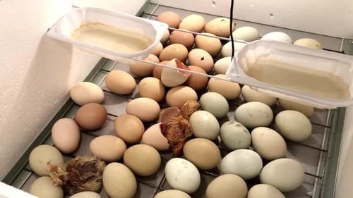 Eggs Hatching in Incubator with Newborn Chick