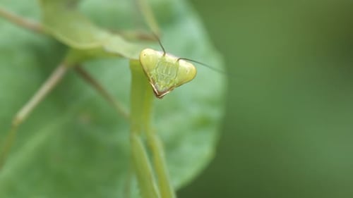 Praying Mantis