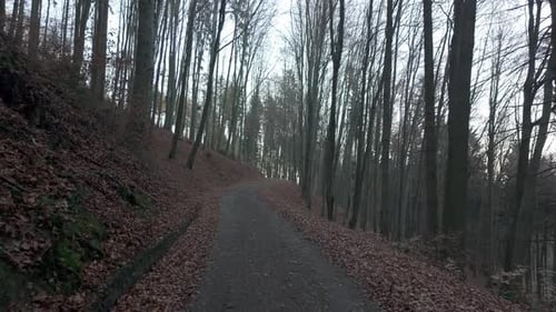A walk on a dark day in a scary forest. Solitude in the cold autumn and fallen leaves