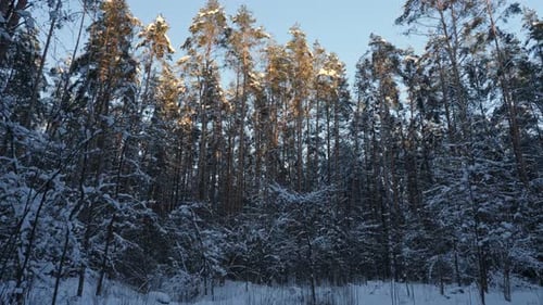 Snowy Forest Landscape with Sunlight Streaming Through Tall Trees