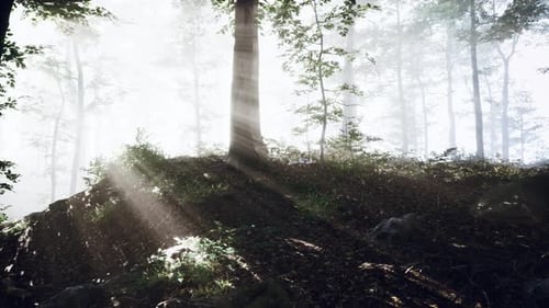 Rays of Sunlight Falling Into a Misty Forest