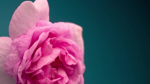 Close Up of a Pink Flower