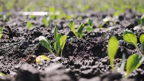 Camera Movement Along a Garden Bed of Young Seedlings