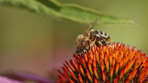 Front and side view of A honey Bee collecting Nectar from an orange Coneflower against green blurred