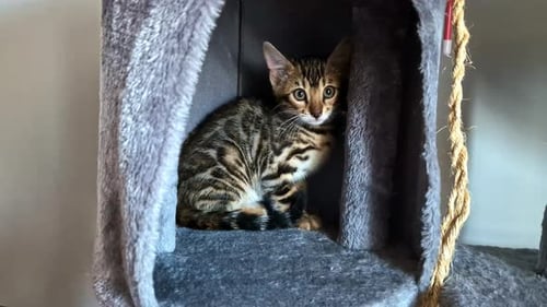 Young Bengal kitten with striking patterns relaxes inside a soft, enclosed cubby of a gray cat tree