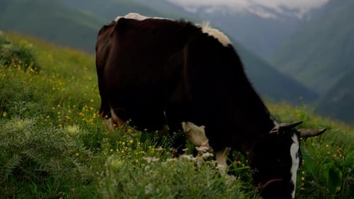 Closeup of a Cow Grazing on a Lush Mountain Pasture Dotted with Yellow Wildflowers