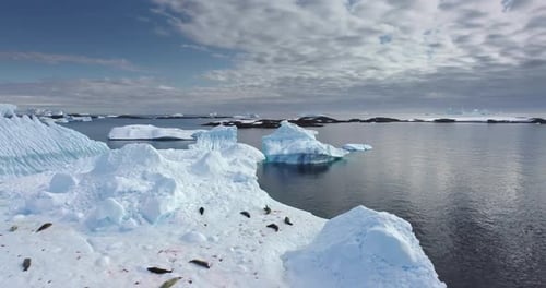 Antarctica Wildlife Protection Seals on Ice Floe