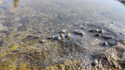 small sea creatures and shells that move, sea water texture background