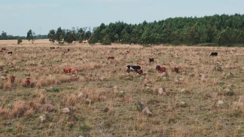 A herd of black and brown cows walk away from the drone camera through a rocky grass field in front