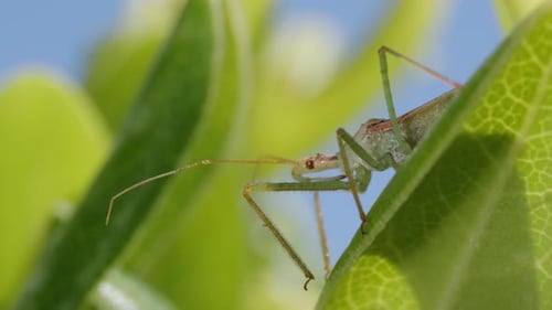 The Zelus renardii bug on green leaves, against a backdrop of blue sky. Macro shot.
