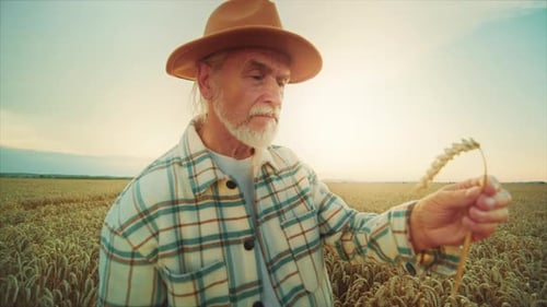 Senior Farmer Inspecting Wheat Crop at Sunset